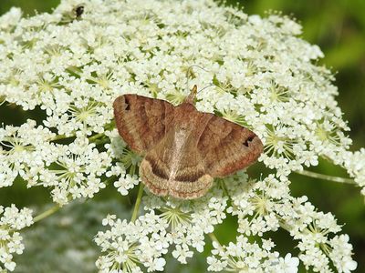 Moths
