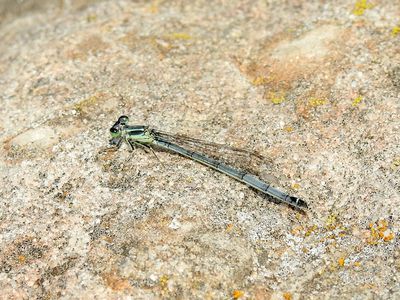 Eastern Forktail (Ischnura verticalis), female