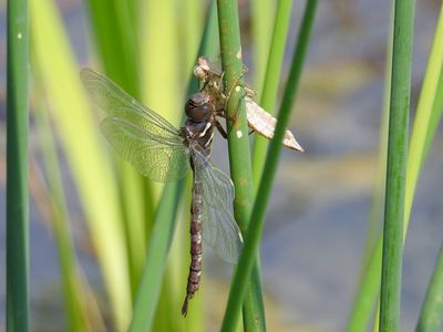 Shadow Darner (Aeshna umbrosa), freshly emerged teneral