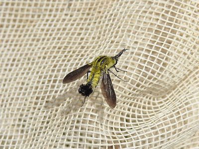 Bee fly (Lepidophora lutea)