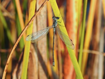 Slender Spreadwing (Lestes rectangularis)