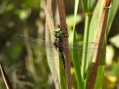 Lake Darner (Aeshna eremita)