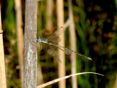 Slender Spreadwing (Lestes rectangularis)