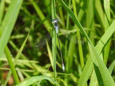 Northern Spreadwing (Lestes disjunctus)