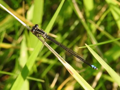 Eastern Forktail (Ischnura verticalis), female