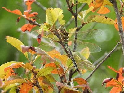 Lance-tipped Darner (Aeshna constricta) in Autumn