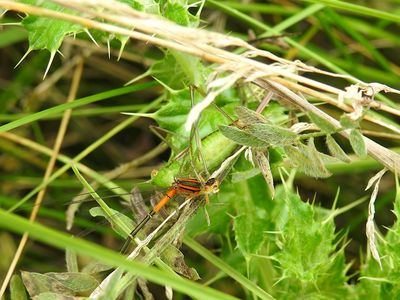 Grasshoppers and Katydids