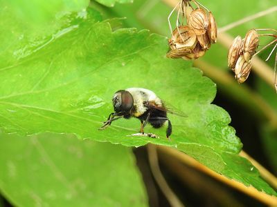 Drone Flies (Genus Eristalis)