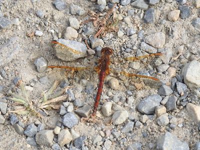 Saffron-winged Meadowhawks (Sympetrum costiferum)