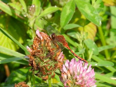 White-faced Meadowhawks (Sympetrum obstrusum)