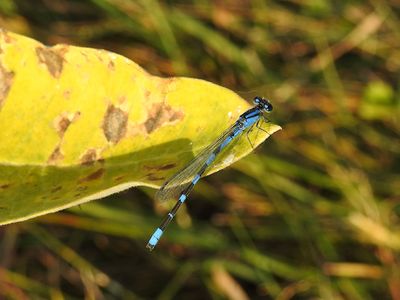 Tule Bluet (Enallagma carunculatum)