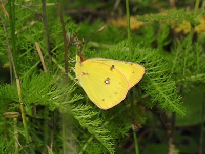 Whites & Sulphurs