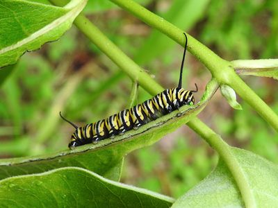 Monarch caterpillar