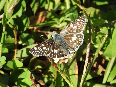 Common Checkered-Skipper (Burnsius communis)