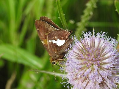 Spread-winged Skippers