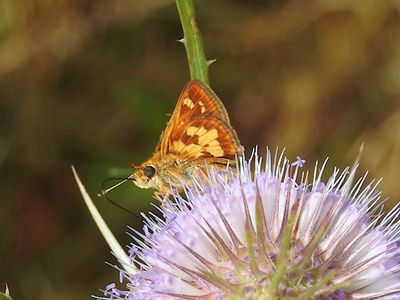 Peck's Skipper (Polites peckius)