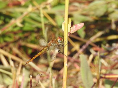 Other Skimmers
