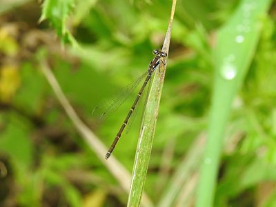 Fragile Forktail (Ischnura posita), immature female