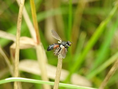 Bristle Fly (Tachinid sp.), possibly Cylindromyia sp.