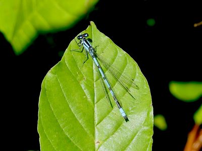 Marsh Bluet (Enallagma ebrium)