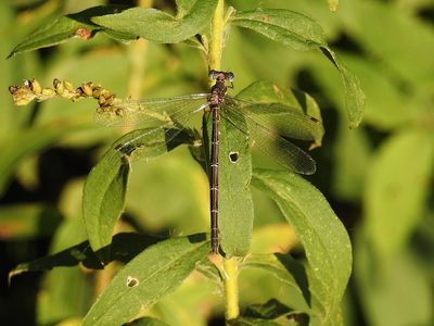 Spotted Spreadwing (Lestes congener) - female