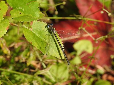 Spreadwing Damselflies (Family Lestidae)