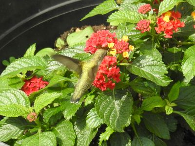 Ruby-throated Hummingbird visiting Lantana flowers