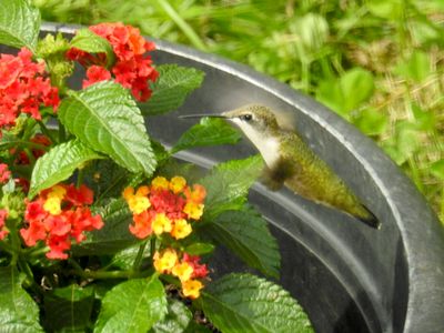 Ruby-throated Hummingbird visiting Lantana flowers