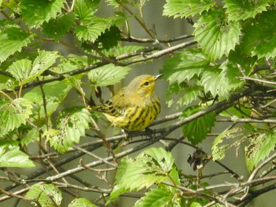 Cape May Warbler in Viburnum shrub