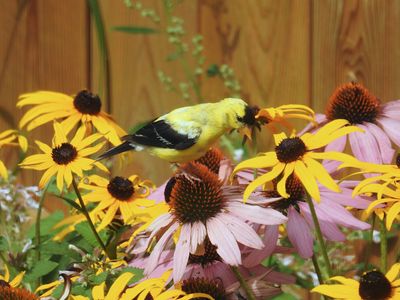 American Goldfinch on Purple Coneflower