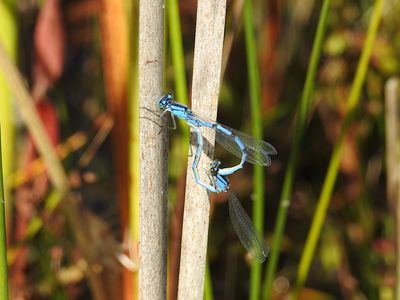 Familiar Bluets (Enallagma civile) Mating