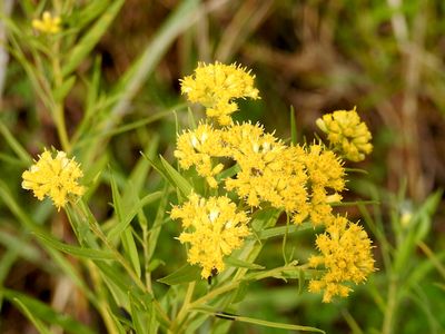 Yellow Flowers