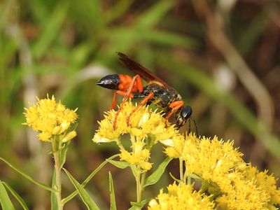 Great Golden Digger Wasp (Sphex ichneumoneus)