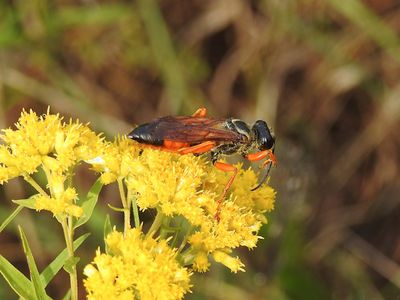 Great Golden Digger Wasp (Sphex ichneumoneus)