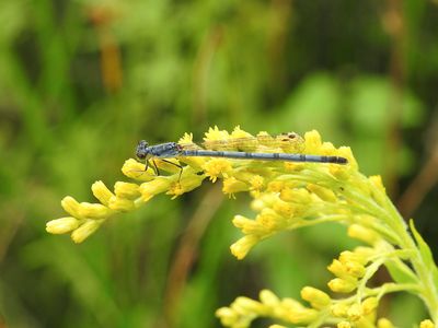 Pond Damsels: Forktails