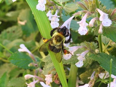 Common Eastern Bumblebee (Bombus impatiens)