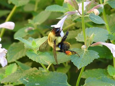 Common Eastern Bumblebee (Bombus impatiens)