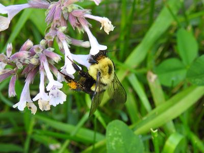 Common Eastern Bumblebee (Bombus impatiens)