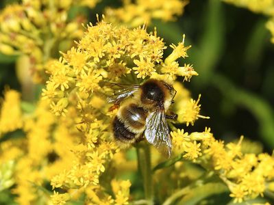 Red-belted Bumble Bee (Bombus rufocinctus)