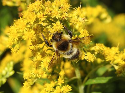 Red-belted Bumble Bee (Bombus rufocinctus)