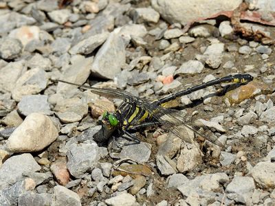 Clubtails (Family Gomphidae)