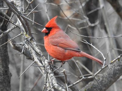 Cardinals