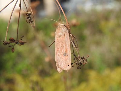 Large Yellow Underwing (Noctua pronuba) Hodges #11003.1