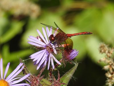 Band-winged Meadowhawks (Sympetrum occidentale)