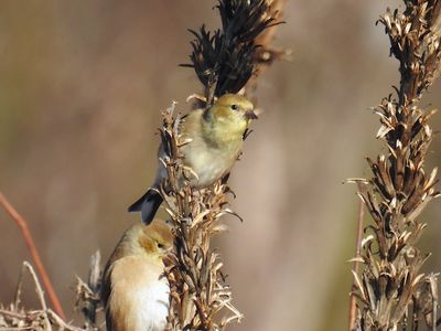 Finches and allies