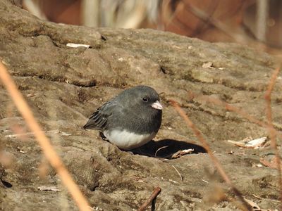 Dark-eyed Junco