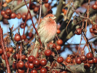 House Finches