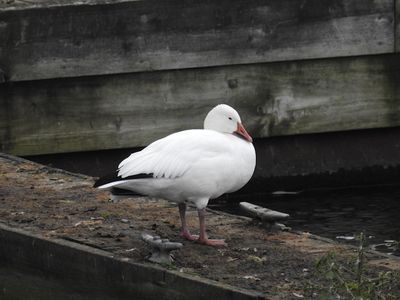 Snow Goose