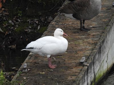 Snow Goose