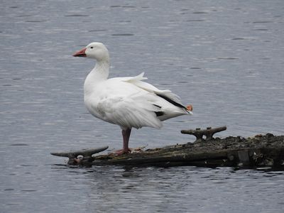 Snow Goose